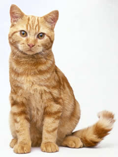 Alfie, kitten missing in the Stourbridge area