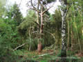 Bunkers Hill wood