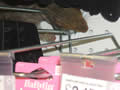 Hammy the sqirrell goes shopping