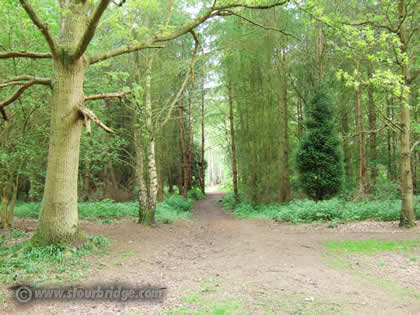 footpath in Bunkers Hill Wood