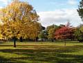 Beautiful trees