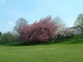 CherryTrees