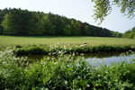 Canalside meadows