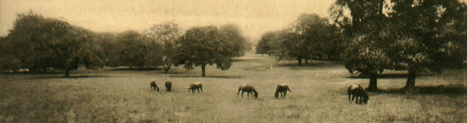 Summer Street viewed from Hill Bank, 1963