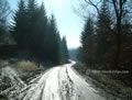 Wyre Forest